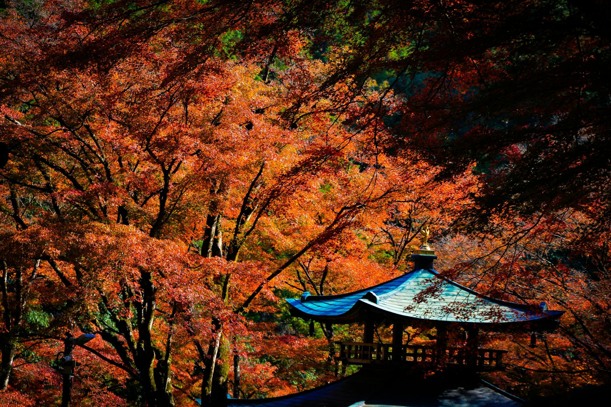 A pavilion roof under brilliant orange autumn maples