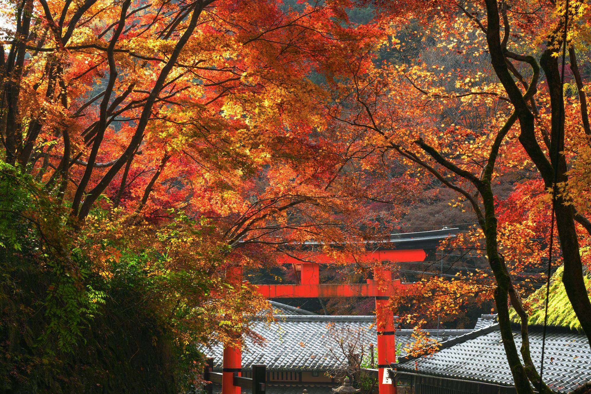 A red torii framed by blazing autumn maples