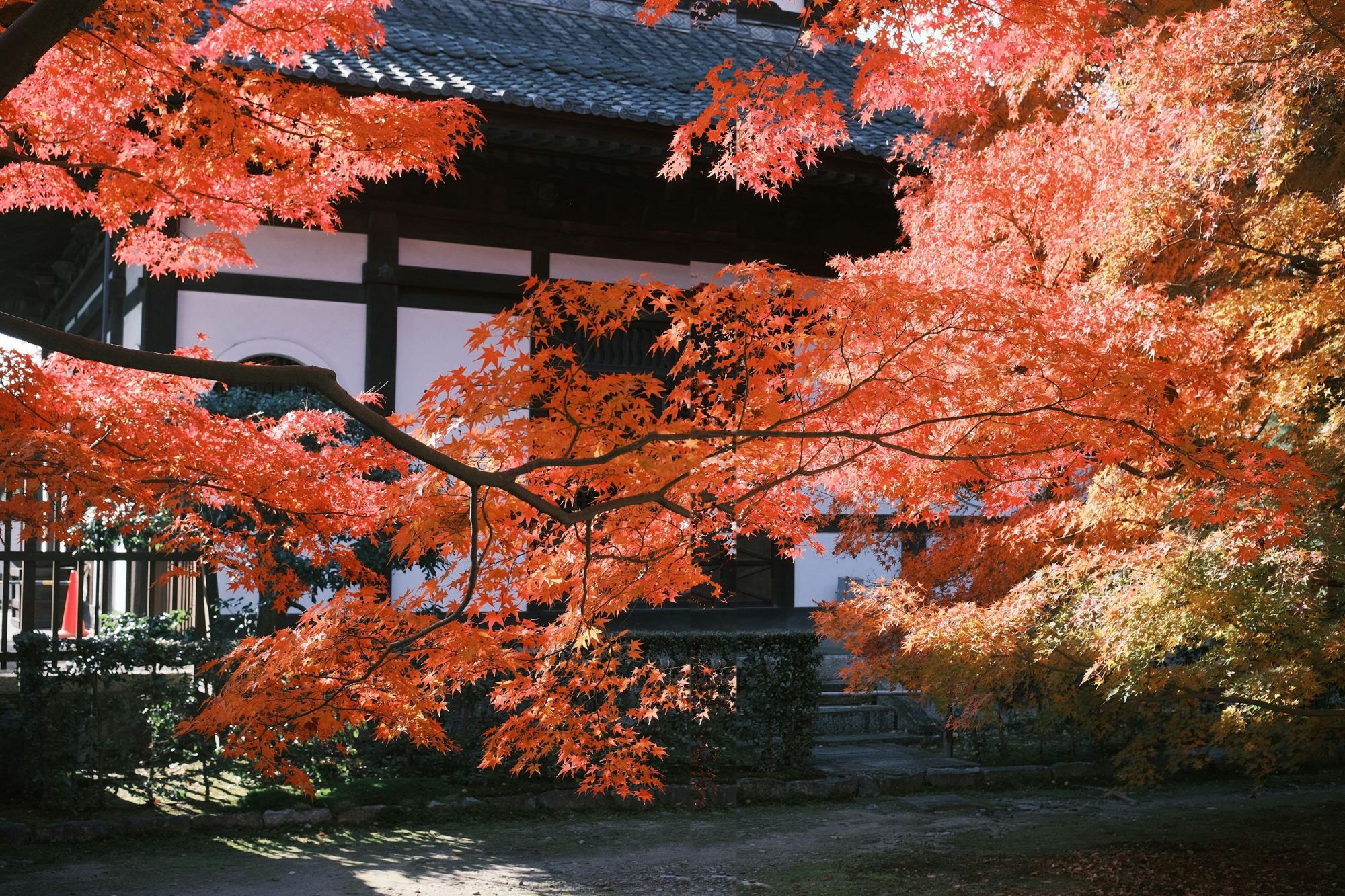 Vivid red-orange maples over a traditional Japanese building